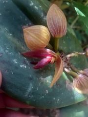 Pleurothallis macrocardia