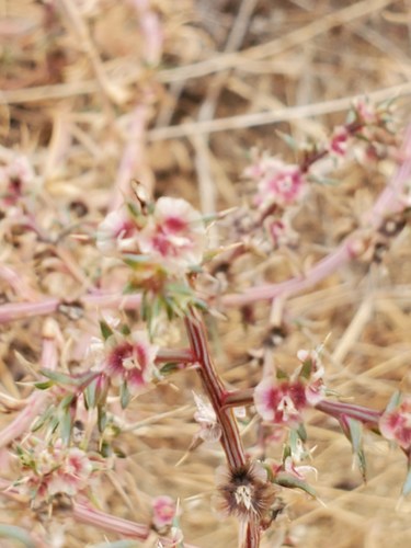 San Joaquin Russian Thistle (Salsola ryanii)