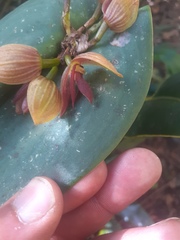 Pleurothallis macrocardia