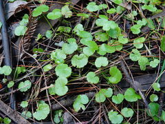 Hydrocotyle pterocarpa