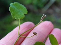 Hydrocotyle pterocarpa