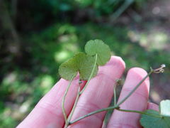 Hydrocotyle pterocarpa