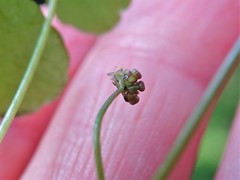 Hydrocotyle pterocarpa
