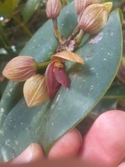 Pleurothallis macrocardia