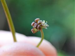 Hydrocotyle pterocarpa