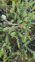 Pimelea xenica