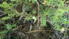 Pimelea xenica