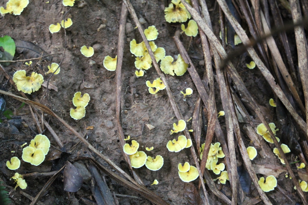 Cotylidia aurantiaca · December 2020 · photo: © thevargases (iNaturalist, cc-by-nc-sa)
