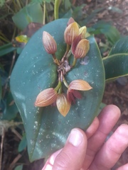 Pleurothallis macrocardia