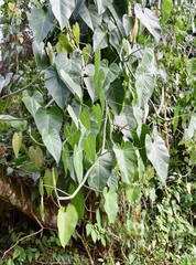 Philodendron hederaceum