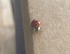 Harmonia axyridis
