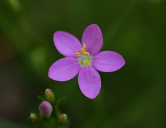 Centaurium portense