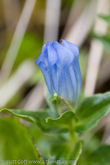 Gentiana platypetala