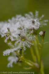 Valeriana sitchensis