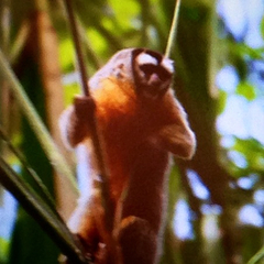 Aotus nigriceps