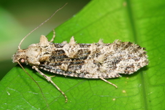 Lysiphragma epixyla