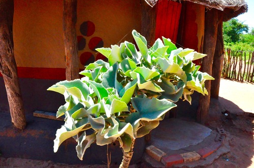 Velvet-leaf
