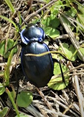 Carabus finitimus