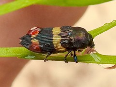 Castiarina bella