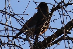 Turdus migratorius