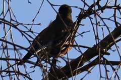 Turdus migratorius
