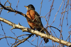 Turdus migratorius