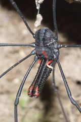 Forsteropsalis inconstans