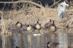 Branta canadensis occidentalis