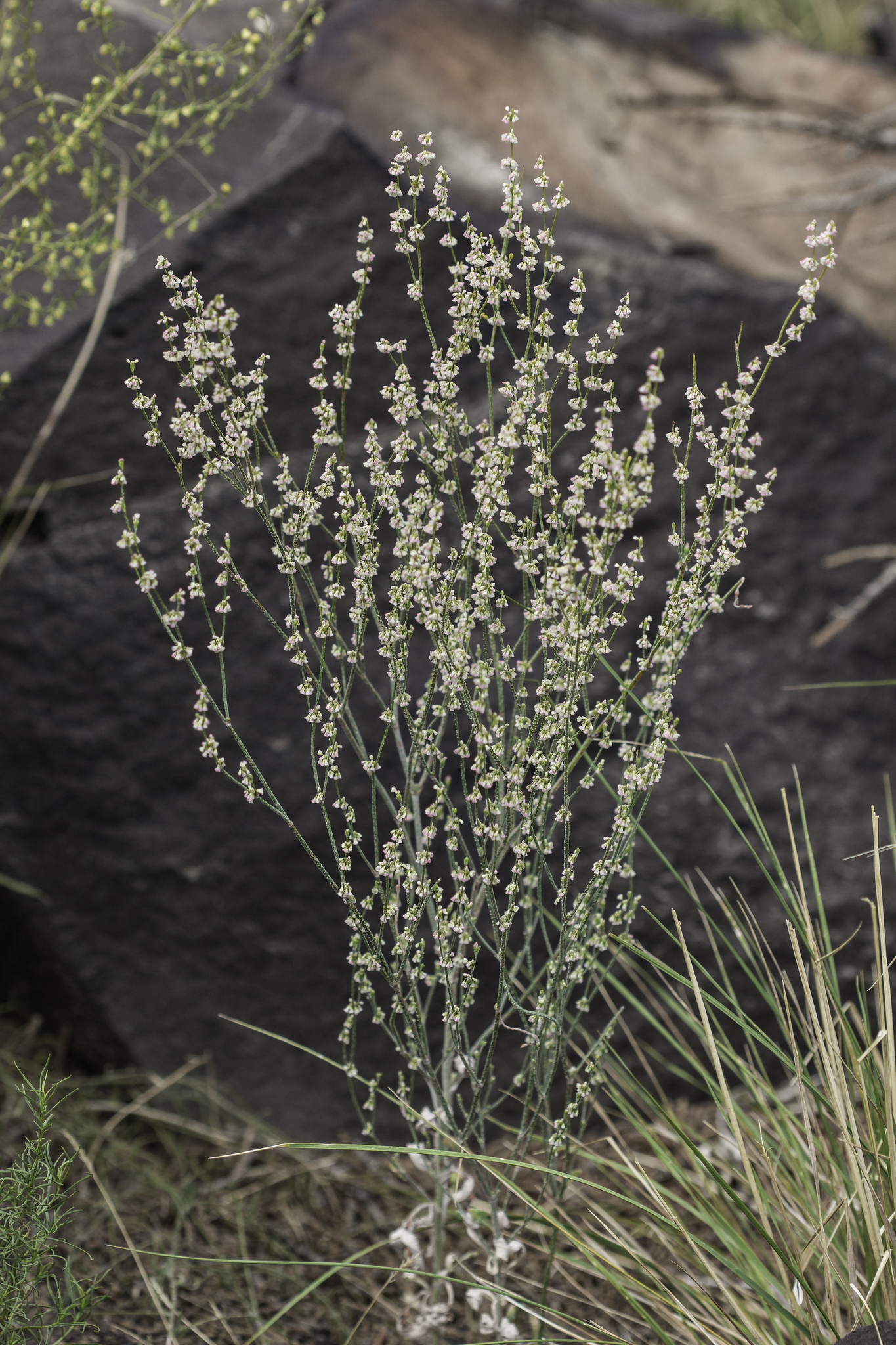 Eriogonum polycladon