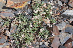 Eriogonum coloradense
