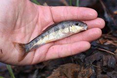 Erimyzon claviformis