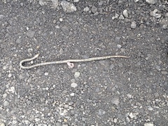 Atractus lasallei