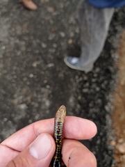 Atractus lasallei