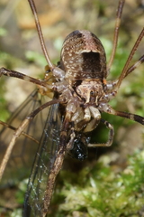 Forsteropsalis inconstans