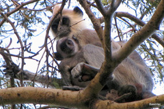 Semnopithecus priam thersites