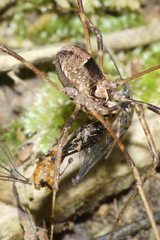 Forsteropsalis inconstans