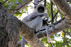 Semnopithecus priam thersites