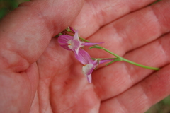 Linaria