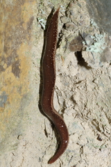 Australopacifica spectabilis