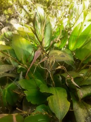 Pleurothallis phalangifera