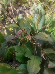 Pleurothallis phalangifera