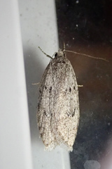 Semioscopis