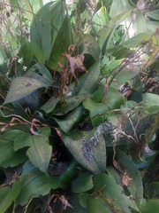 Pleurothallis phalangifera