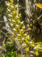 Epidendrum microtum