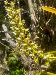 Epidendrum microtum