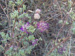 Dalea pulchra