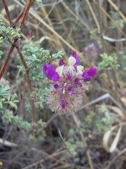 Dalea pulchra