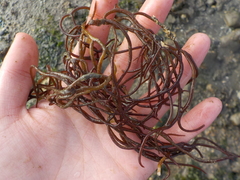 Solieriaceae