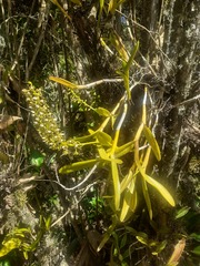 Epidendrum microtum