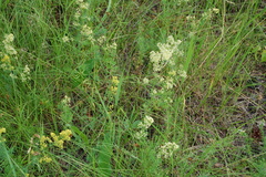 Galium × pomeranicum